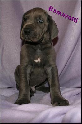 Ramazotti Von Blue Ground