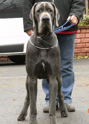 Rico Von Blue Ground