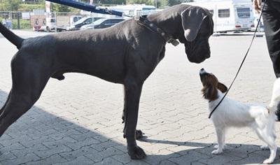 Rico Von Blue Ground