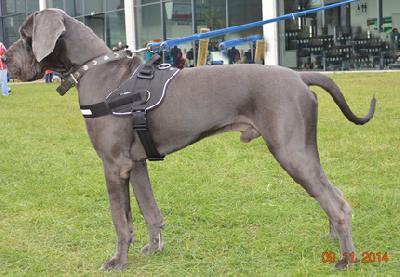 Rico Von Blue Ground