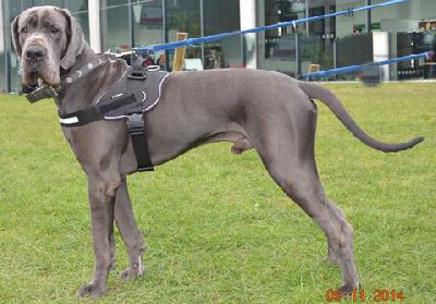 Rico Von Blue Ground