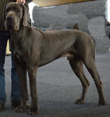 Rico Von Blue Ground