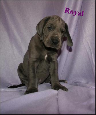 Royal Von Blue Ground