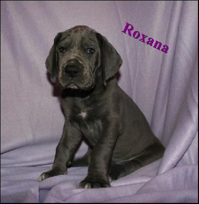 Roxana Von Blue Ground