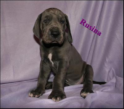 Rusina Von Blue Ground