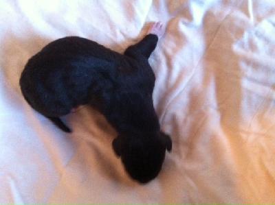 DOlympio Von Schlesien