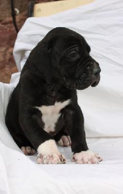 DOlympio Von Schlesien