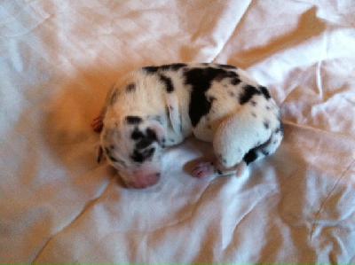 Doronna Von Schlesien