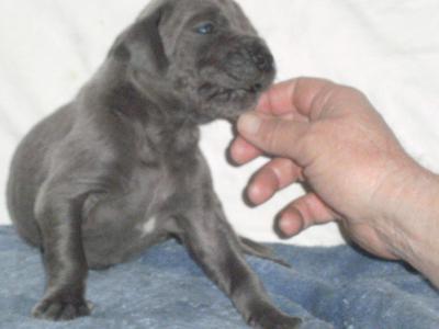 Mistral Vom Knigsland