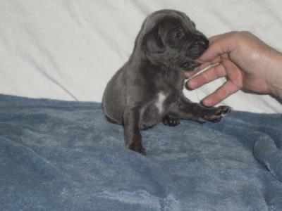 Marianne Vom Knigsland