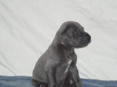 Mirabell VOM KÖNIGSLAND