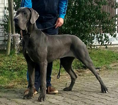 Mirabell VOM KÖNIGSLAND