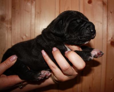 Endurio Von Schlesien