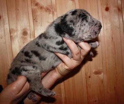 Elektron Von Schlesien