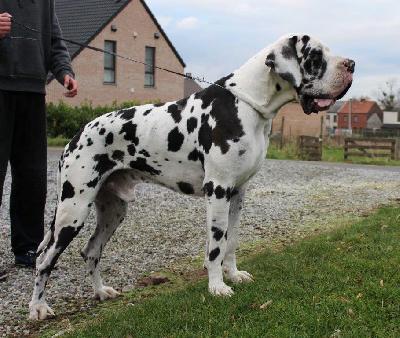 Konquistadore du Domaine de Froimont