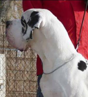 Majestic Von Der Domaine Hohlenfels