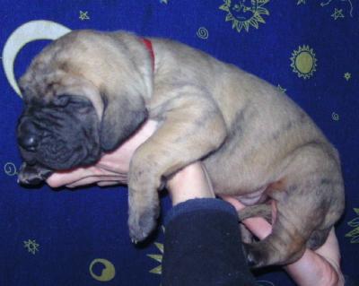 Jahmal Vom Waldfrieden