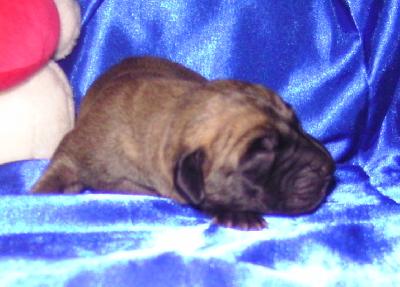 Just one Kiss Vom Waldfrieden