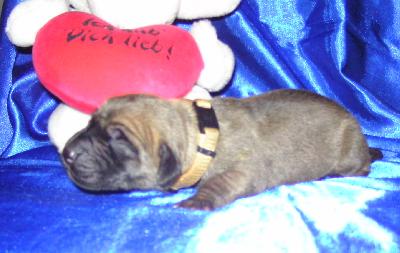 Just a Dream Vom Waldfrieden