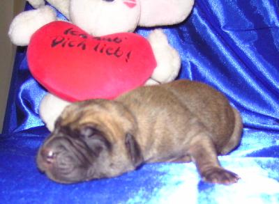 Jewel of Mia Vom Waldfrieden