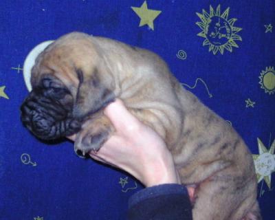 Jewel of Mia Vom Waldfrieden