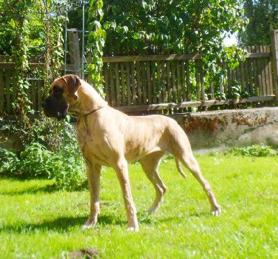 Jewel of Mia Vom Waldfrieden