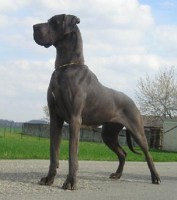 Jenny vom Hause Schleicher