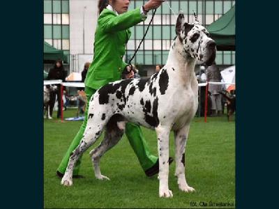 Boree-Atos DIskandar