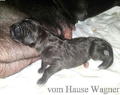 Joey Vom Hause Wagner