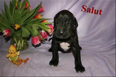 Salut Von Blue Ground