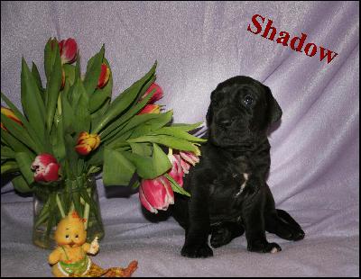 Shadow Von Blue Ground