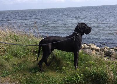 Sultan Von Blue Ground