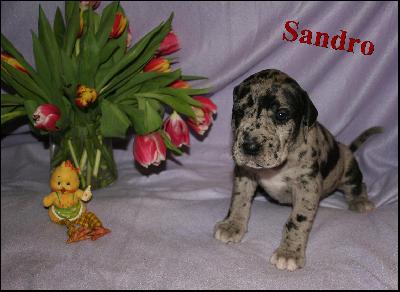 Sandro Von Blue Ground