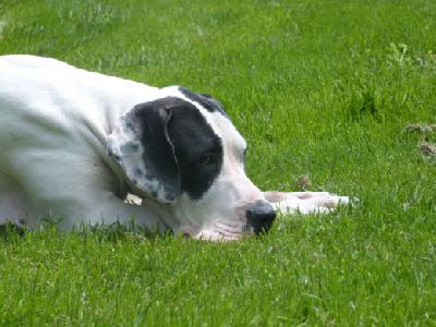 Alora von der Wolfsh�hle