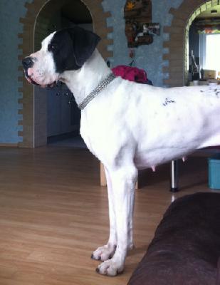 Alora von der Wolfsh�hle