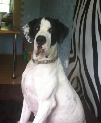 Alora von der Wolfshhle