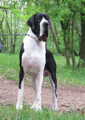 Eoll von Freyas Rosenrot