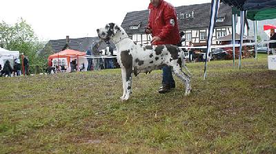 Ch Georgia Glckchen von der Fahner Hhe