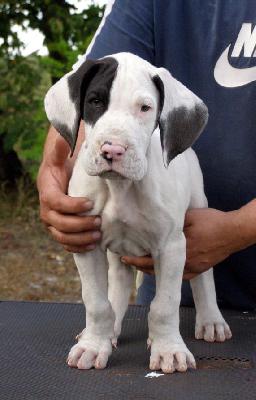 Efendi Mysliwi Wodana