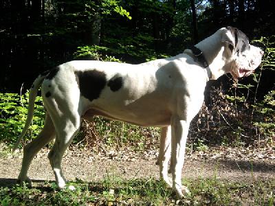 Efendi Mysliwi Wodana