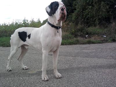 Efendi Mysliwi Wodana