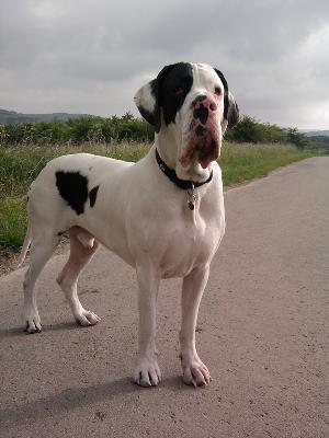 Efendi Mysliwi Wodana