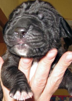 Anton vom H�llenweg