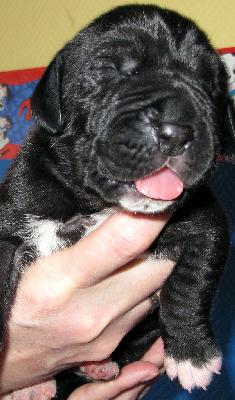 Actros vom H�llenweg