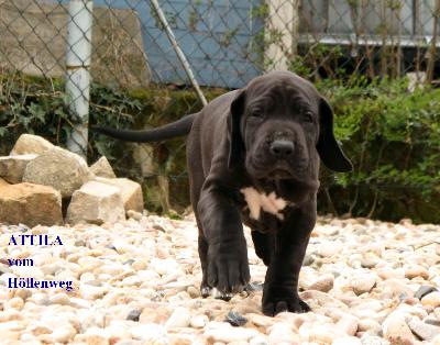 Attila vom H�llenweg