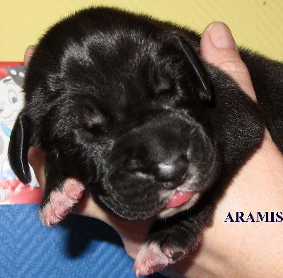 Aramis vom H�llenweg