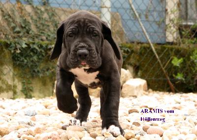 Aramis vom H�llenweg