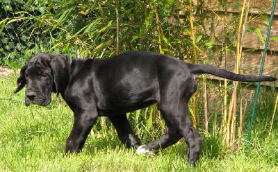 Aramis vom H�llenweg