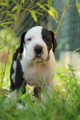 Adorata vom H�llenweg