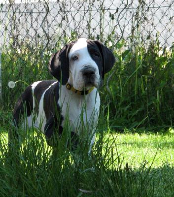 Adorata vom H�llenweg